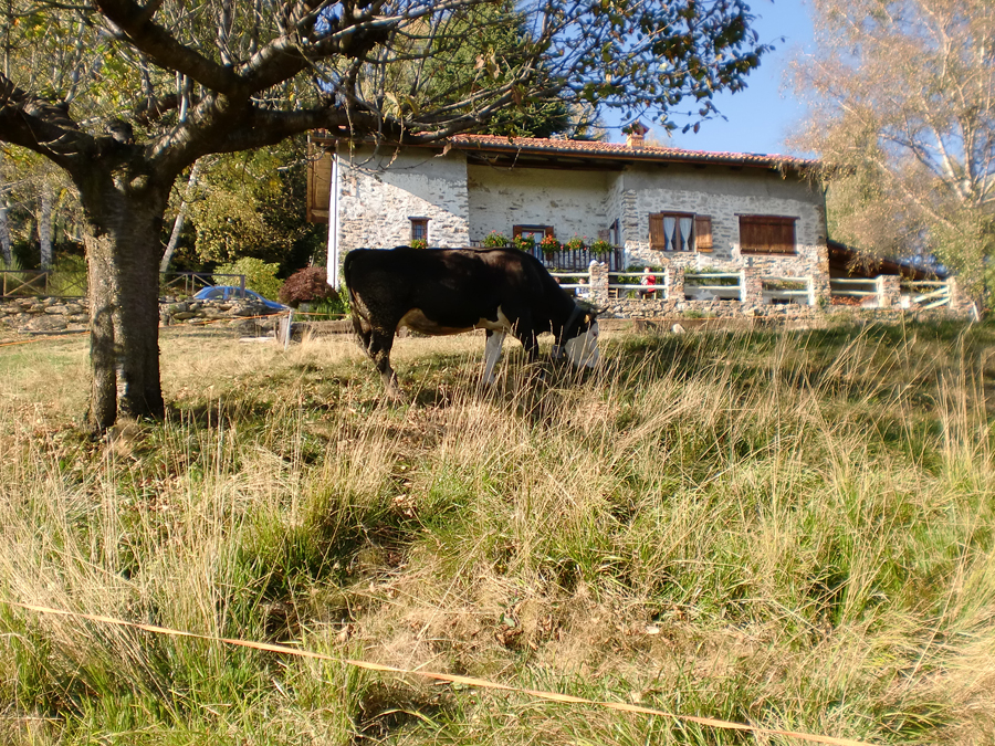 Vista dal prato con in primo piano una mucca al pascolo